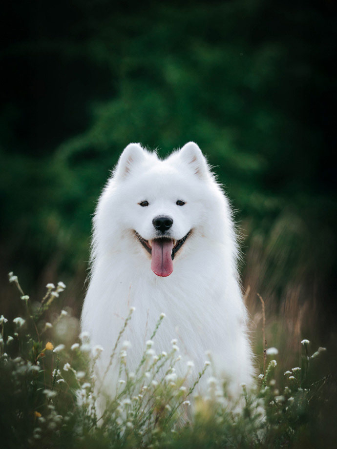 Image for Top Dog Film Festival 2026