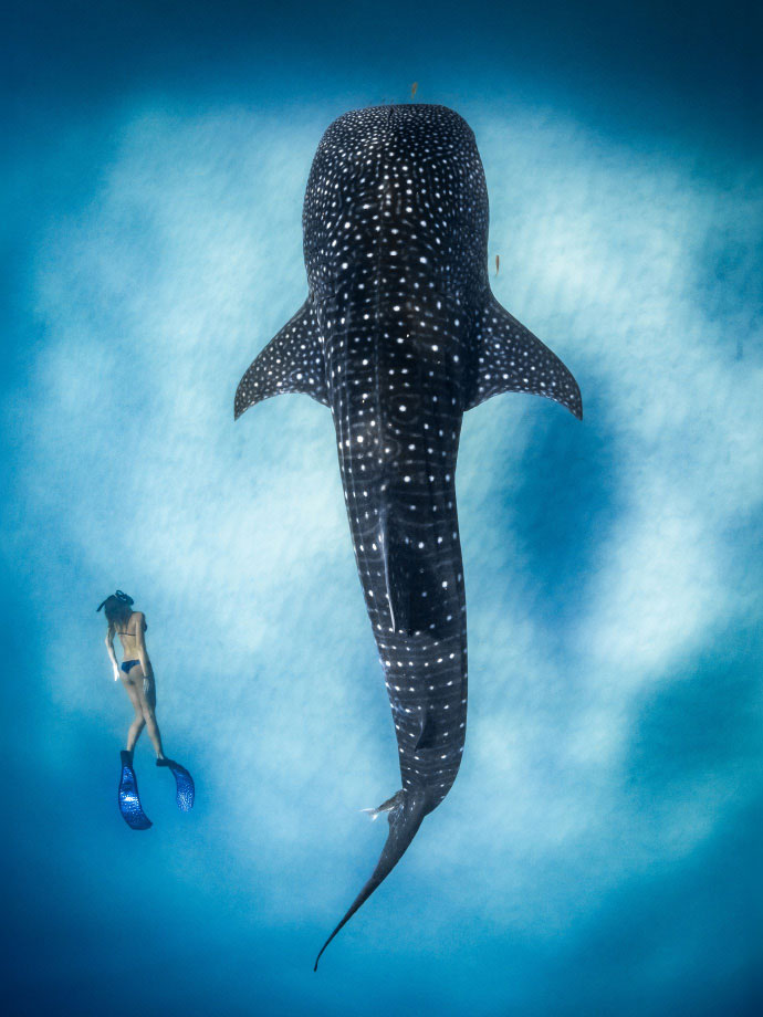 Image for Ocean Film Festival World Tour 2027