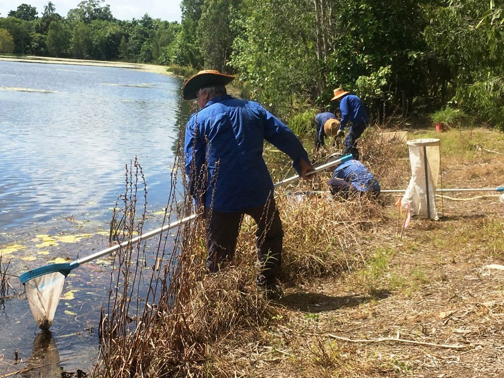 Volunteers use nets on poles to remove weeds from lake
