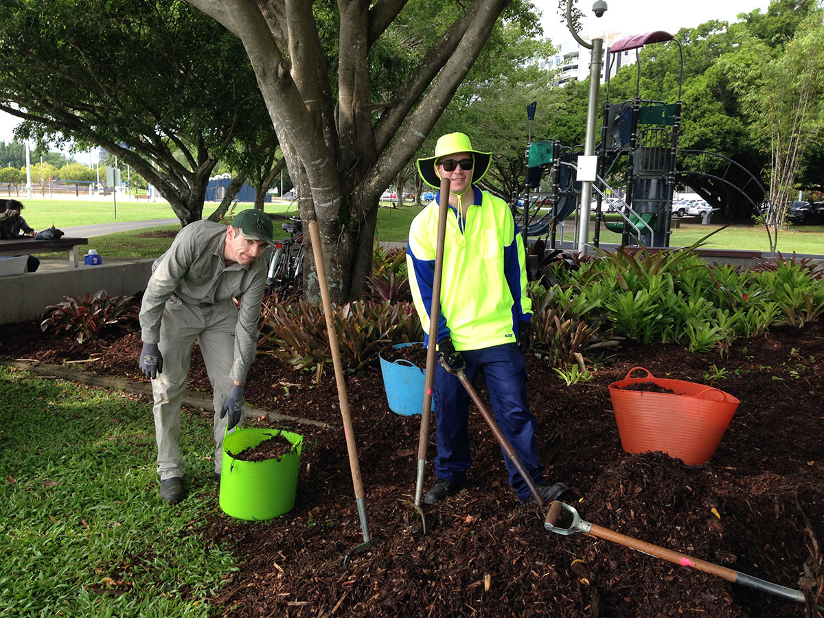 Two men spreading mulch on plant bed below fig tree on Cairns Esplanade