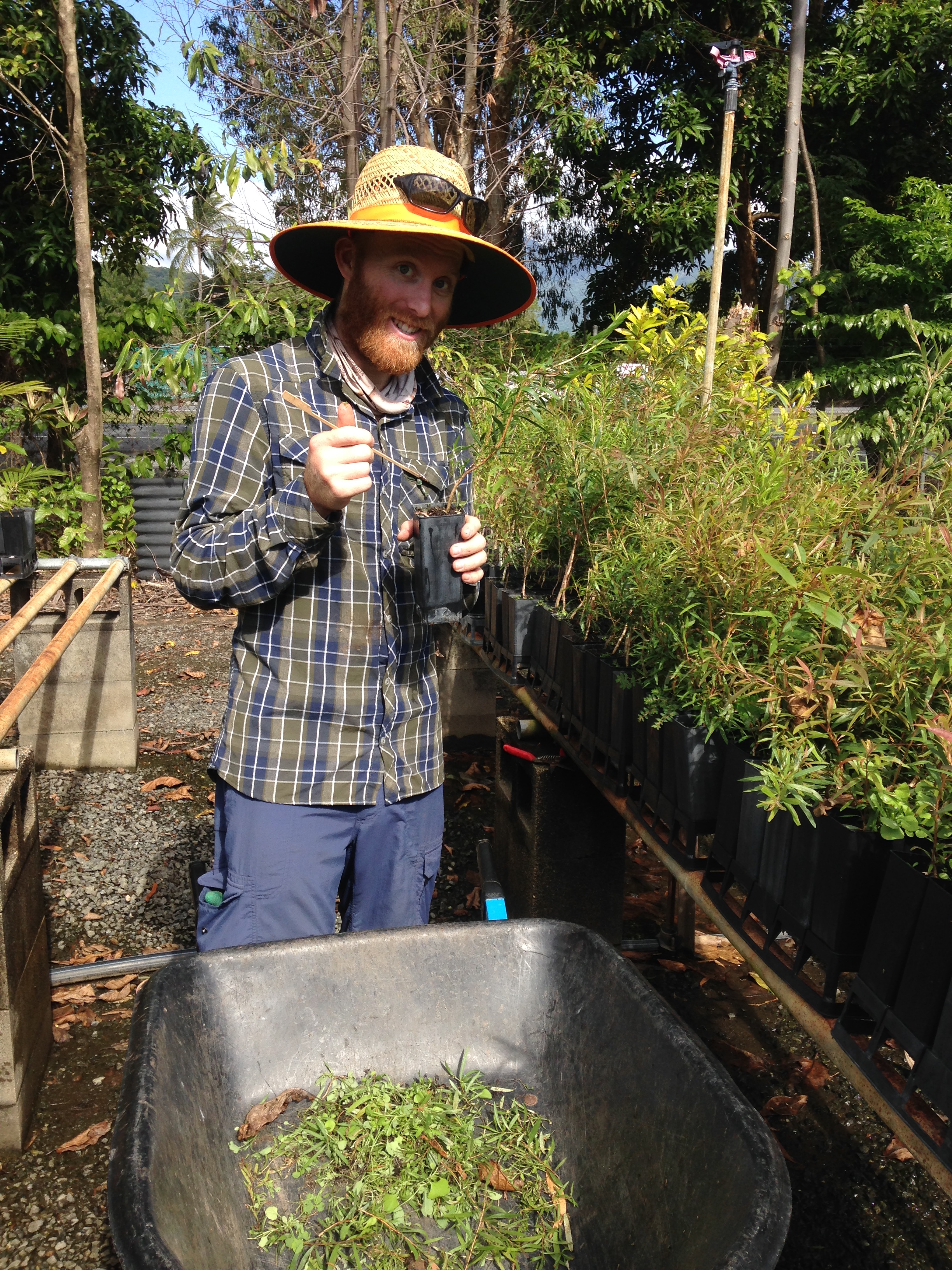 Male volunteer weeding small potted shrubs