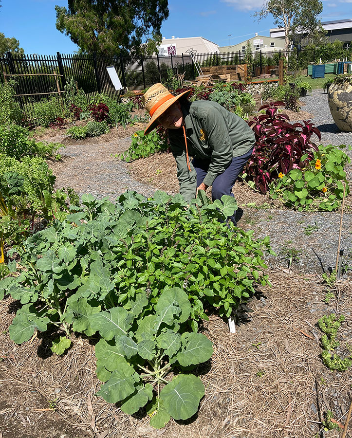 A volunteer weeds a garden bed planted with vegetables and edible greens