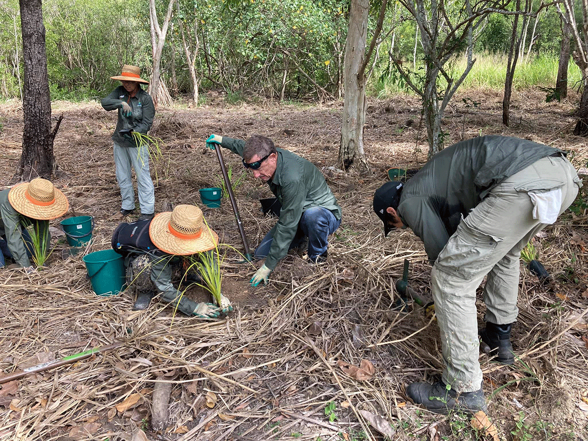 5 Egrets volunteers planting grasses