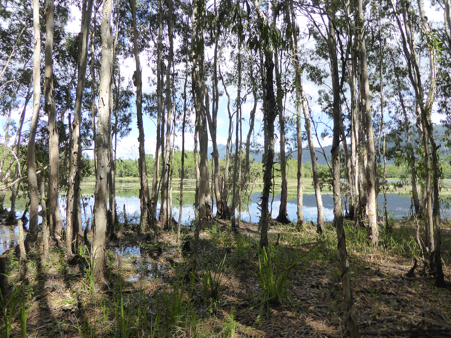 Stand of melaleuca trees with Jabiru Lake in the background