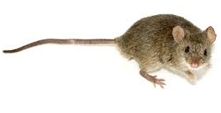 House mouse