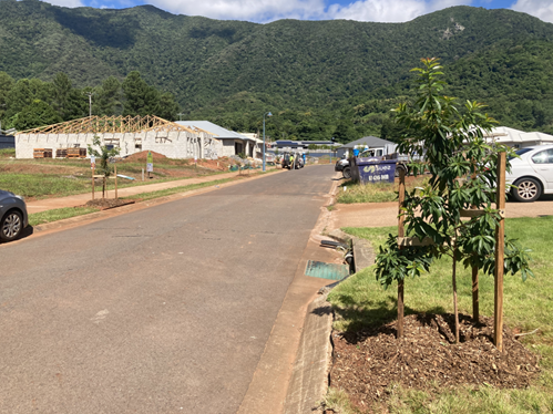 This is an example of the expected landscaping works to be maintained until Final Works Acceptance. The verge areas without active building works have been maintained with the correct level of coverage, there are no weeds and the areas have been mowed. The street trees are healthy, well-formed and secured.