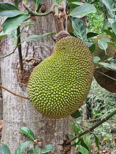 The large, knobbly fruit of the Jakfruit tree can weigh up to 50kg.