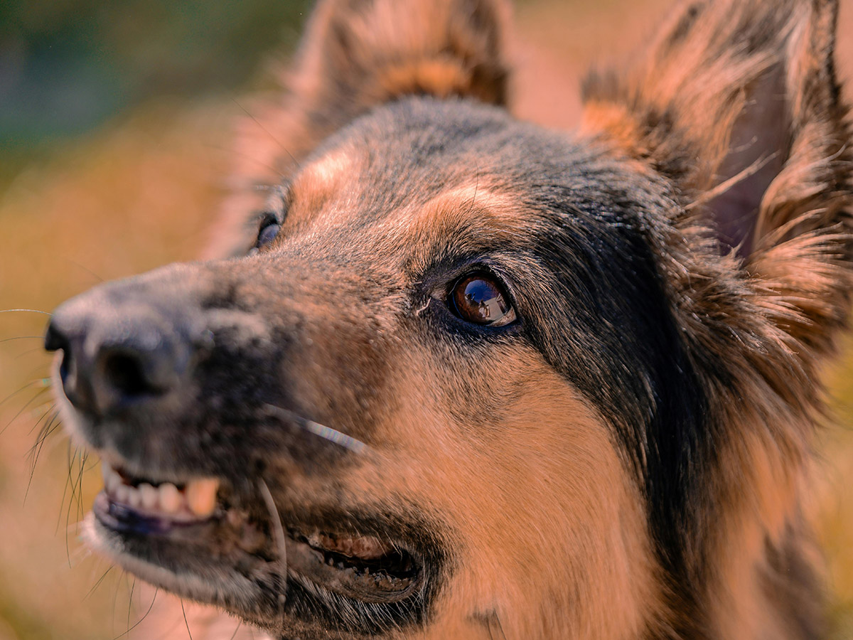 Council seizes dogs after Redlynch attack image