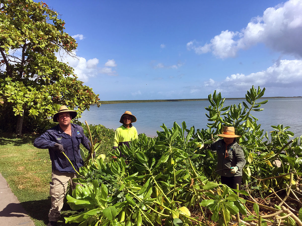 Three volunteers trimming bushes on Cairns Esplanade foreshore