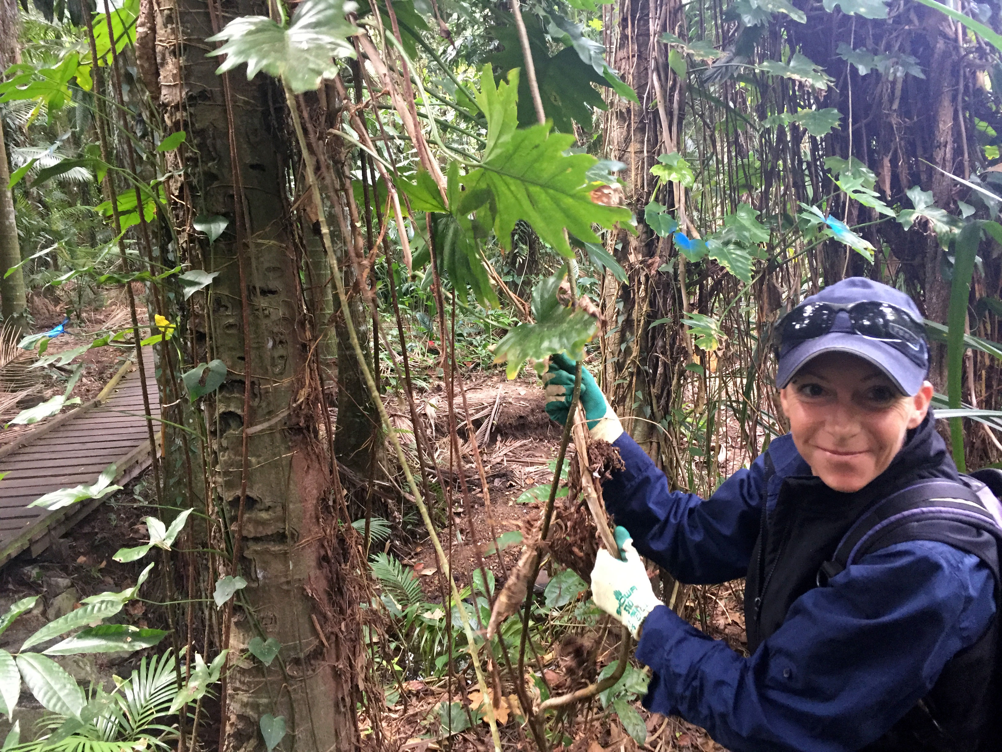 Woman pulls invasive vines out of rainforest