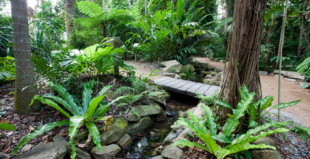 Guided walks are held in the Cairns Botanic Gardens.