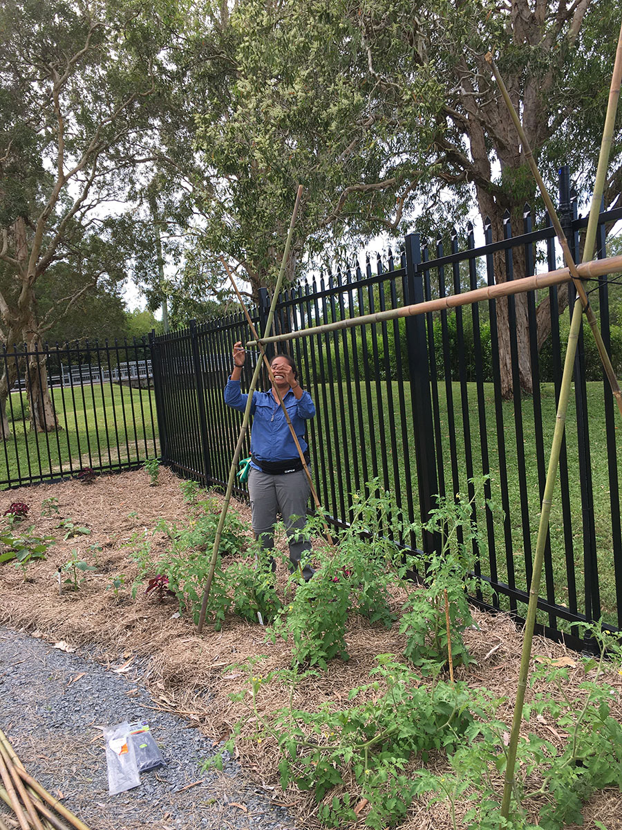 A volunteer uses reclaimed timber poles to create a trellis for tomato plants