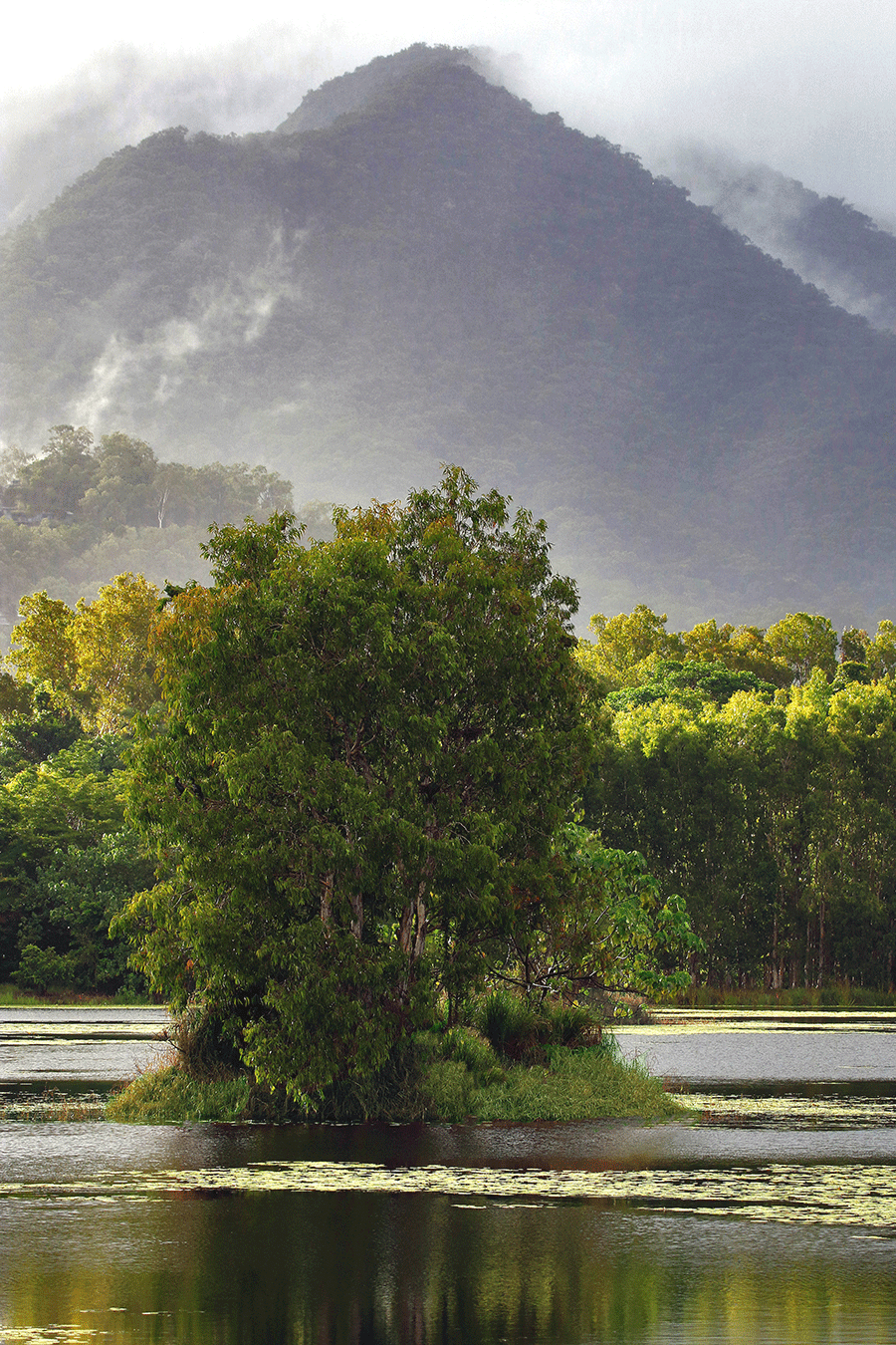 Small, treed island in Jabiru Lake with mist over Smithfield mountains in background