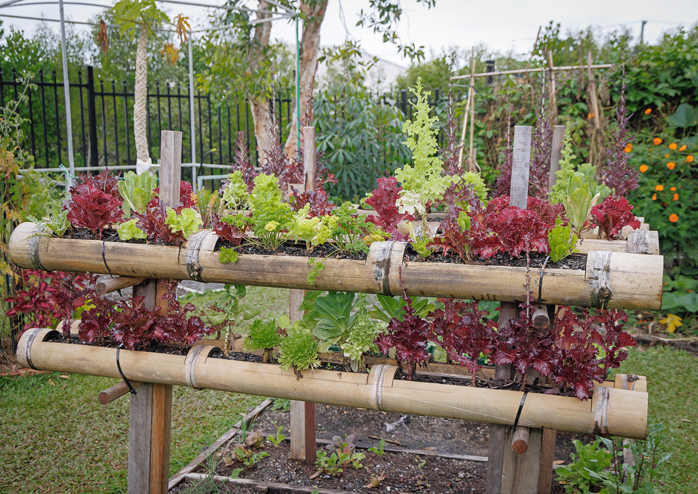 Lettuce varieties growing in raised bed made from reclaimed bamboo