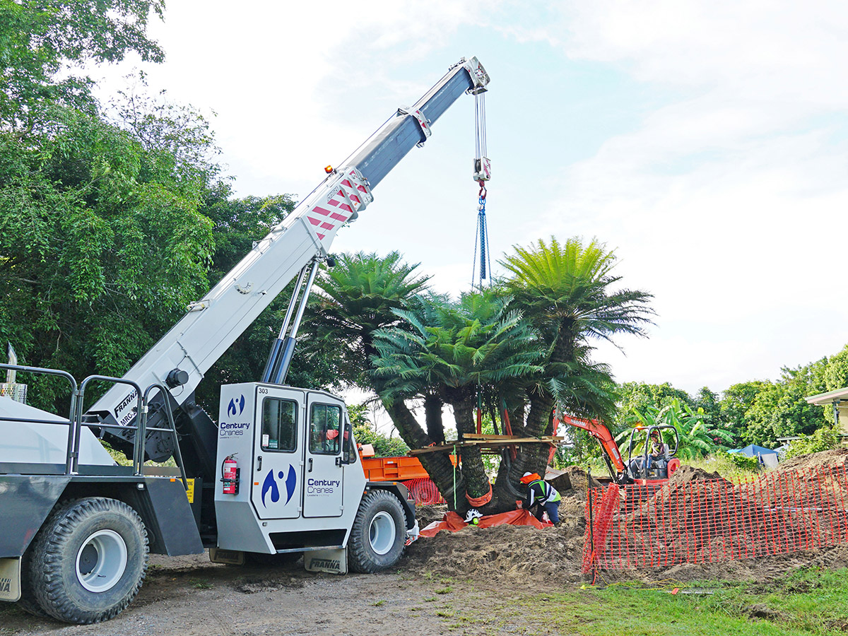 Majestic cycad replaces much-loved fig tree in Edge Hill image
