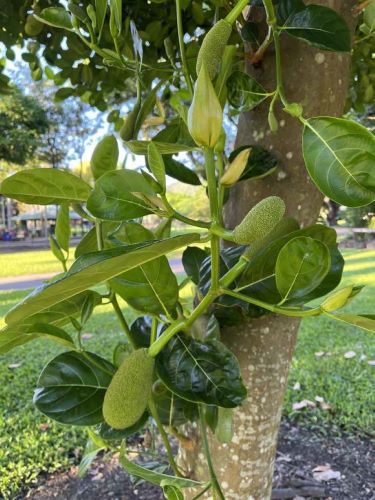 Jakfruit is a fast-growing evergreen tree bearing large, knobbly fruit.