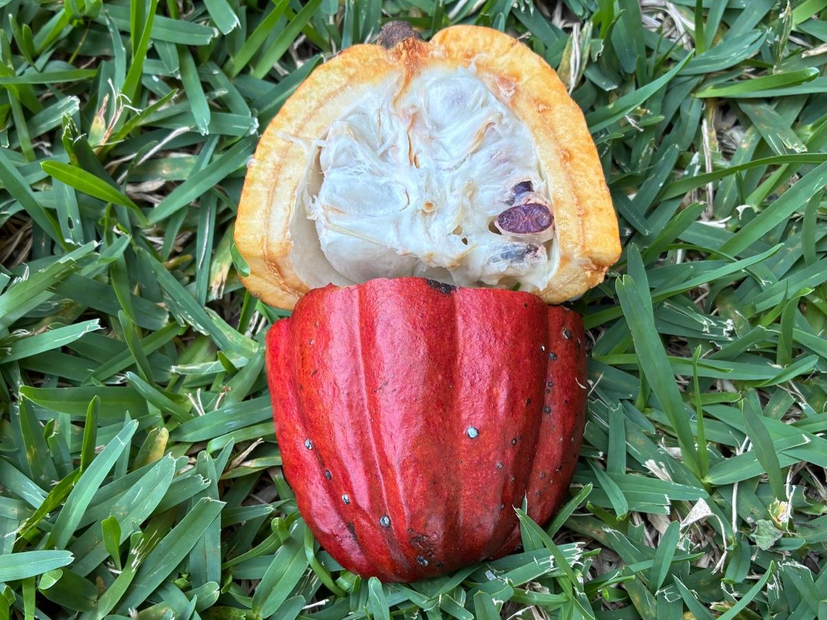 Cacao is an evergreen tree whose scientific name means “food of the gods”. 