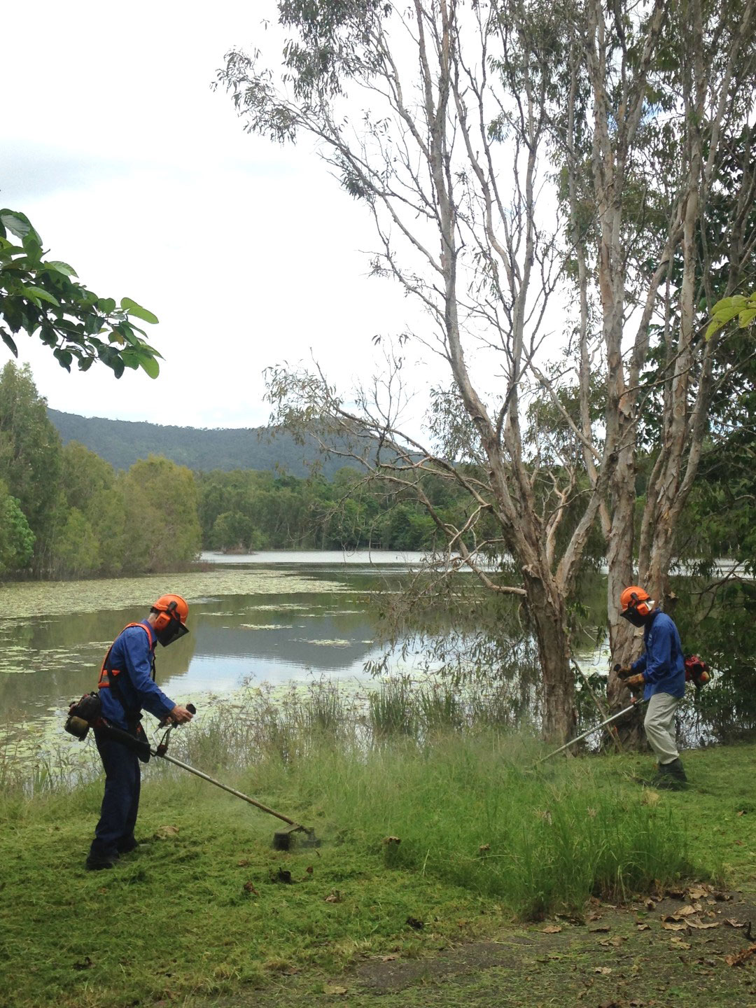 Two volunteers use line trimmers to cut weeds near lake edge