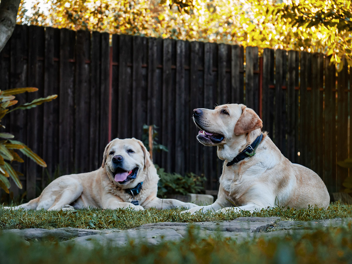 Two dogs in a yard