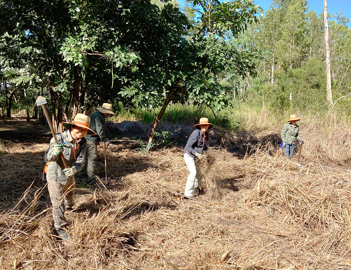 Group of four volunteers spreading mulch