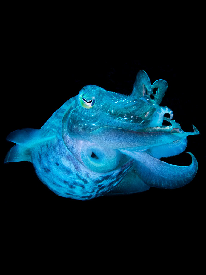 Nautilus Scuba Club Cairns - Underwater Photography Exhibition image