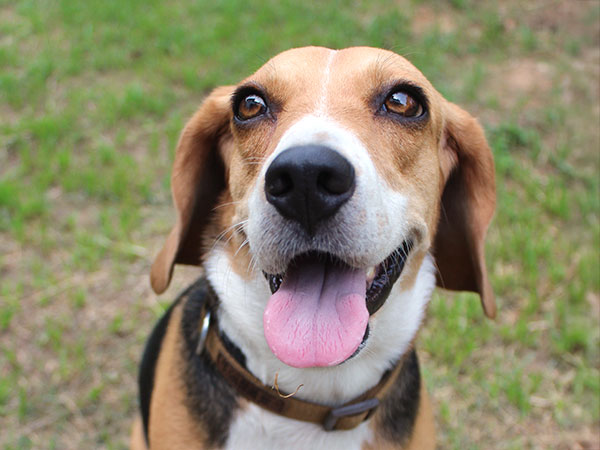 Three ways to save money on your dog rego image