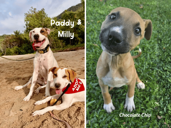 Dog Adoption Day