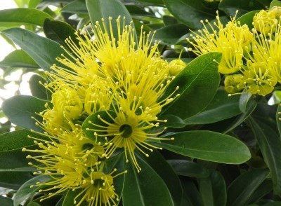 The golden penda is the floral emblem of Cairns
