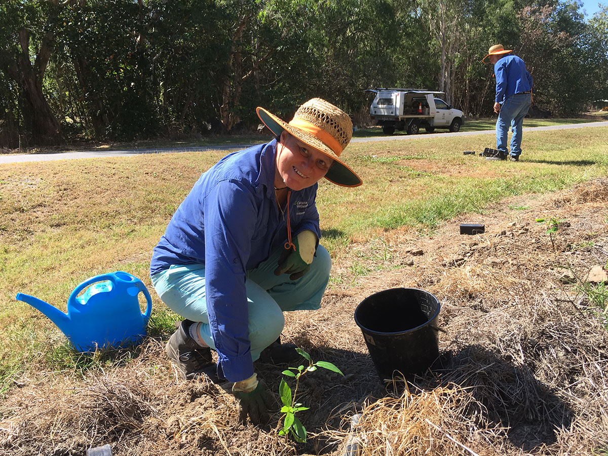 Volunteer hand watering newly planted seedling