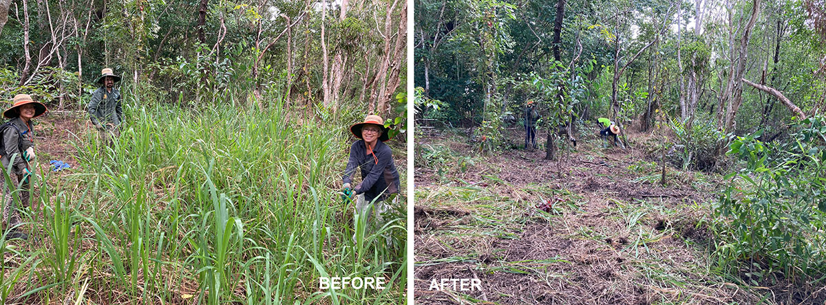 Before and after photos showing removal of weeds