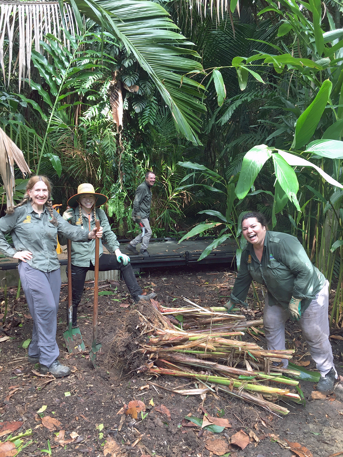 Volunteers removing an overgrown clump of gingers along the boardwalk