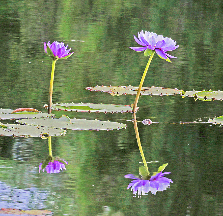 Close up of two purple water lillies