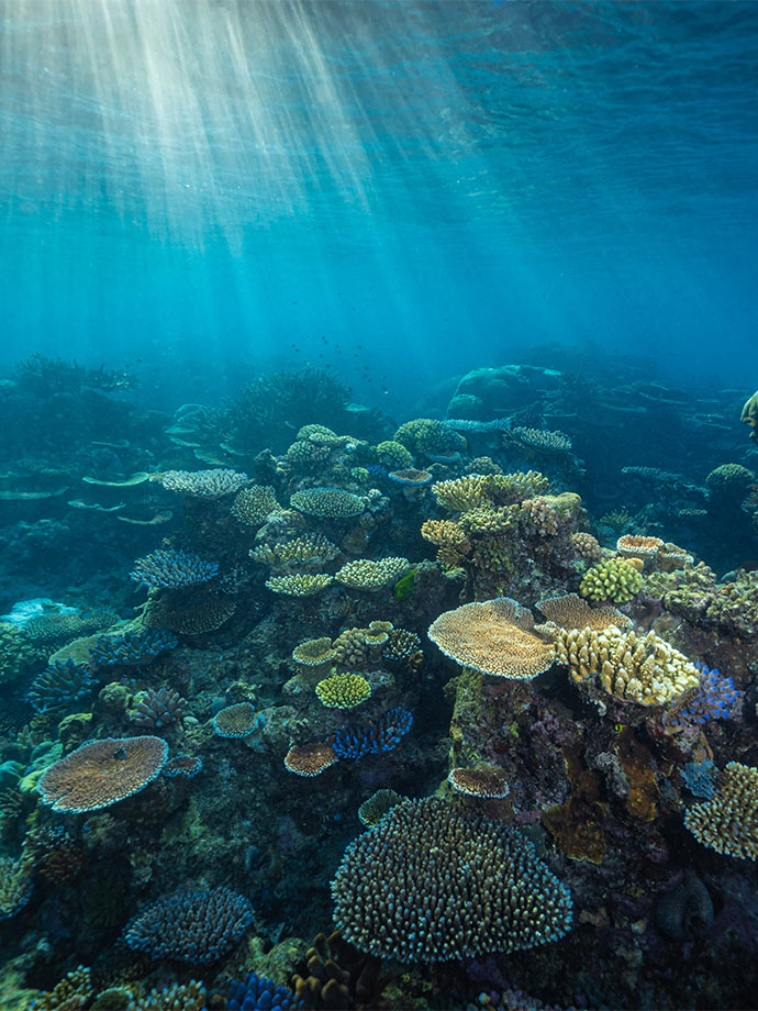 Nautilus Scuba Club Cairns - 2025 Underwater Photography Awards image