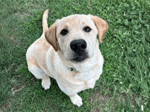 Find your new best friend at Dog Adoption Day image