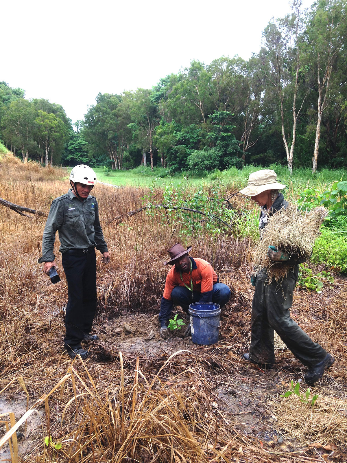 Three volunteers spreading straw to mulch newly planted seedling