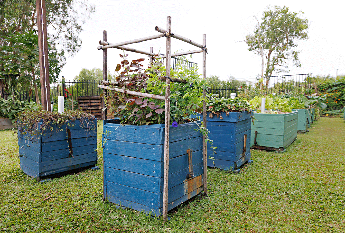 Small wicking beds made from recovered palettes and bamboo