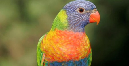 Rainbow Lorikeet