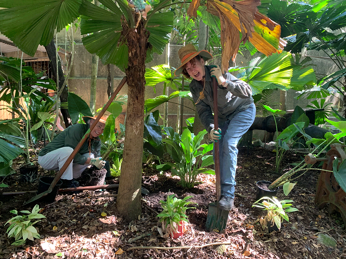 Two smiling volunteers planting new plants under the shade of a licuala palm in the historic Tanks Arts Centre precinct