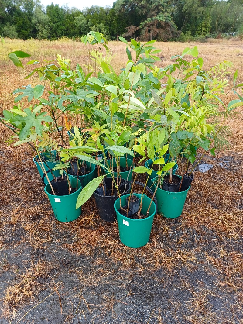 Native tree saplings for revegetation