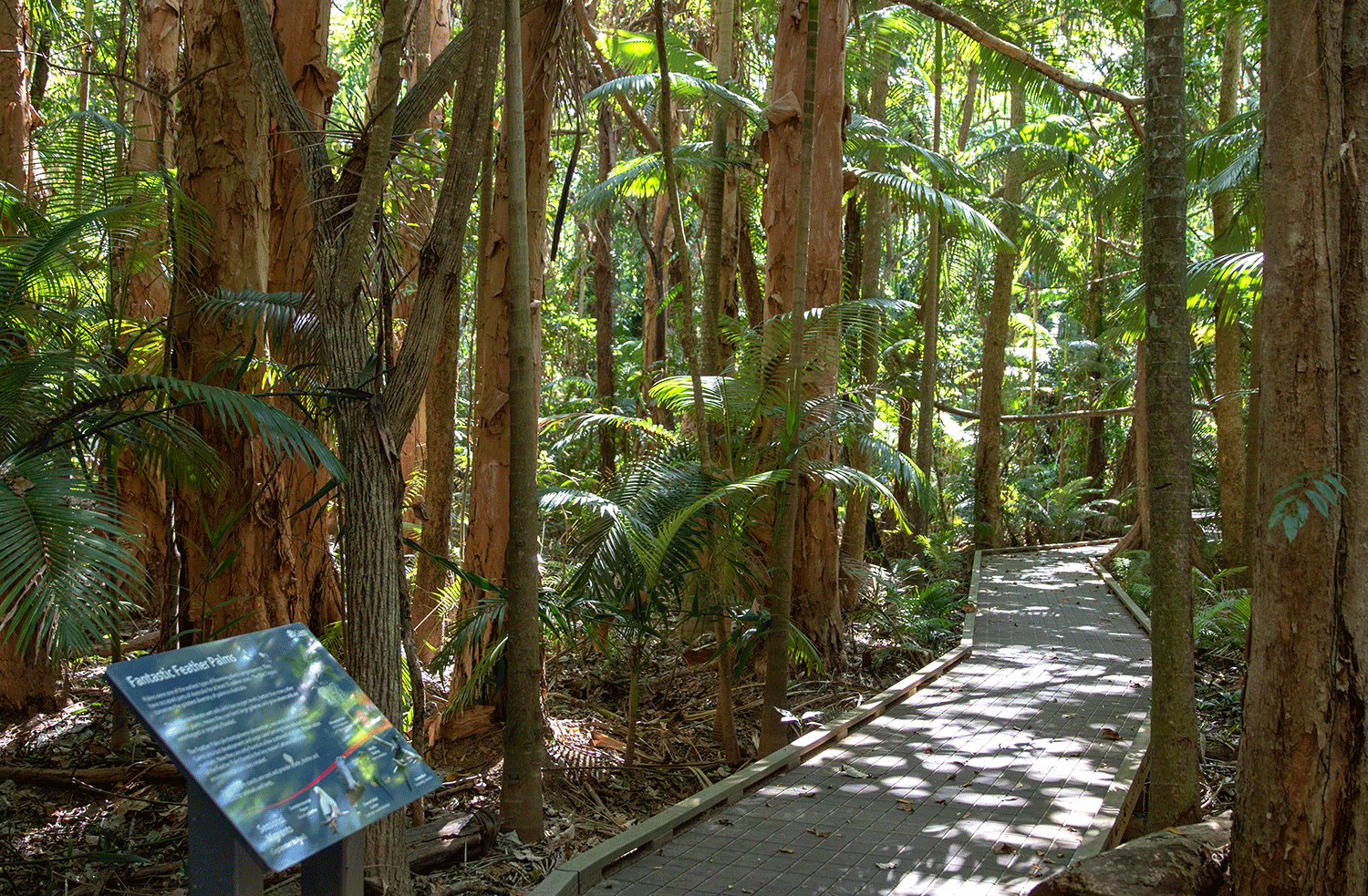 Tee-lined boardwalk at Cattanna Wetlands showing intepretive signage