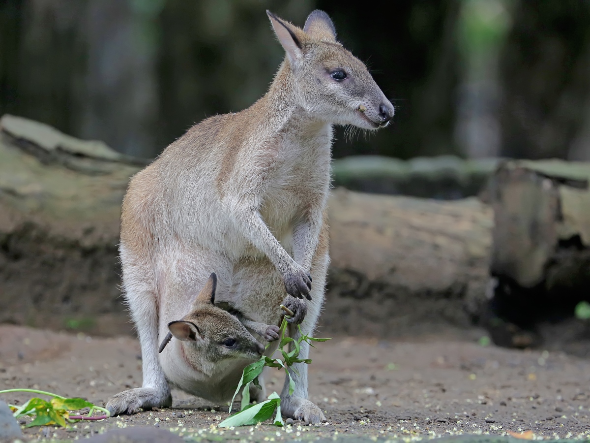 Watch out for wallabies