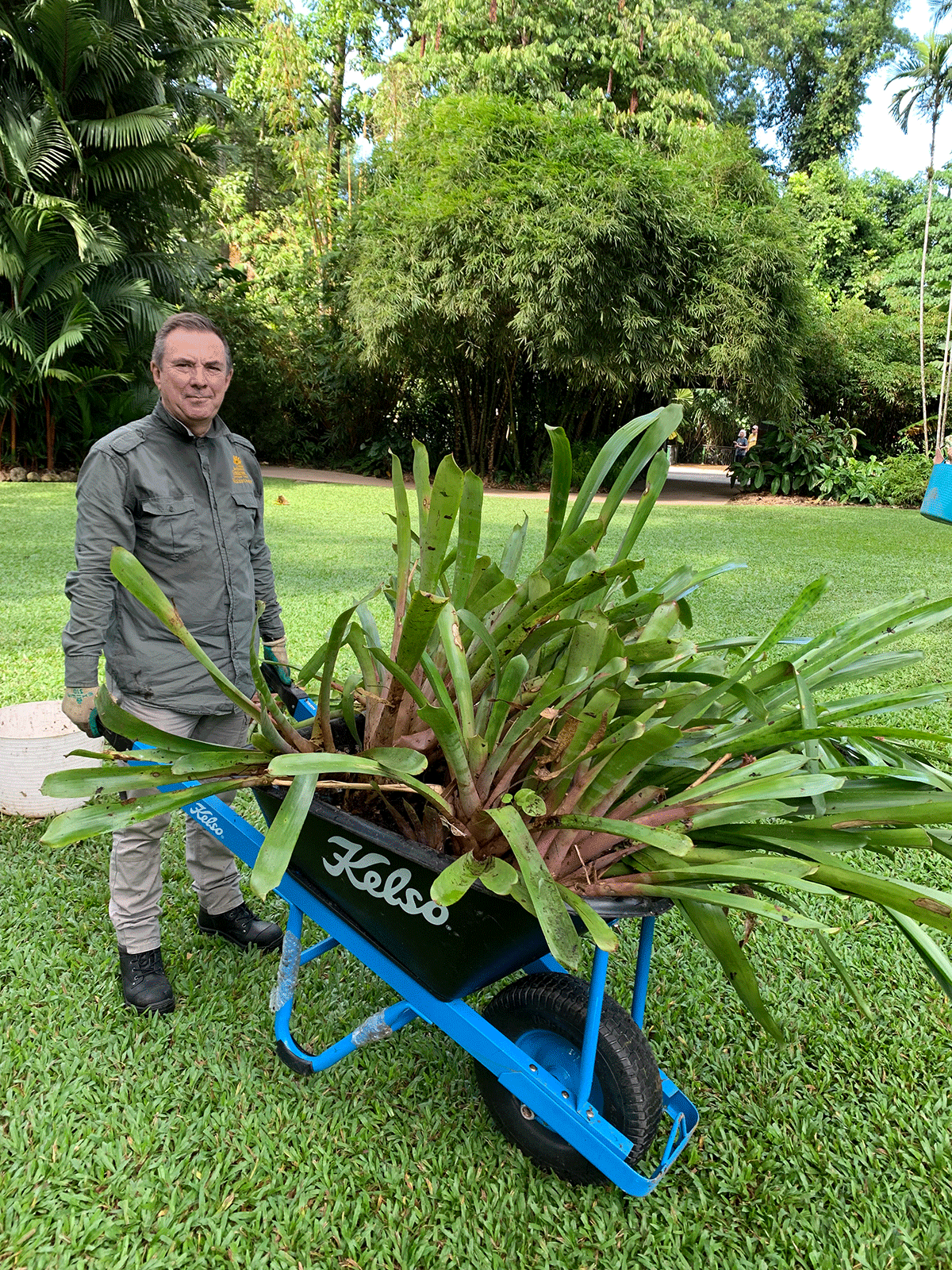 Volunteer with a wheelbarrow of bromeliads ready for relocation