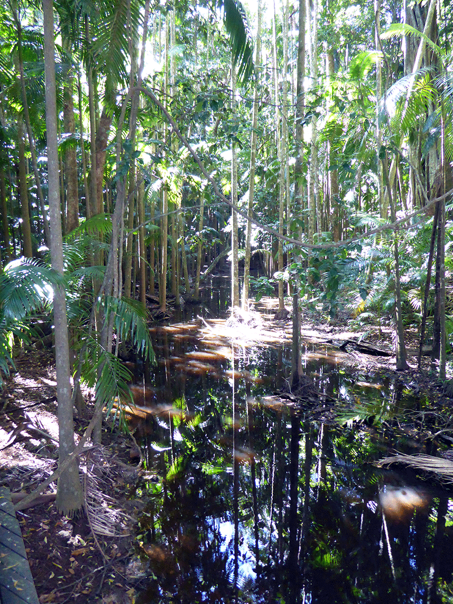 Cattana Creek surrounded by forest