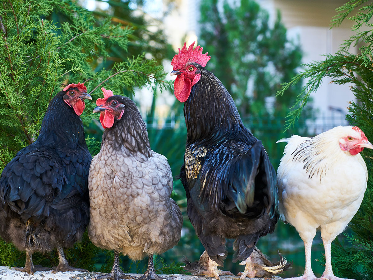 Four chickens in a row