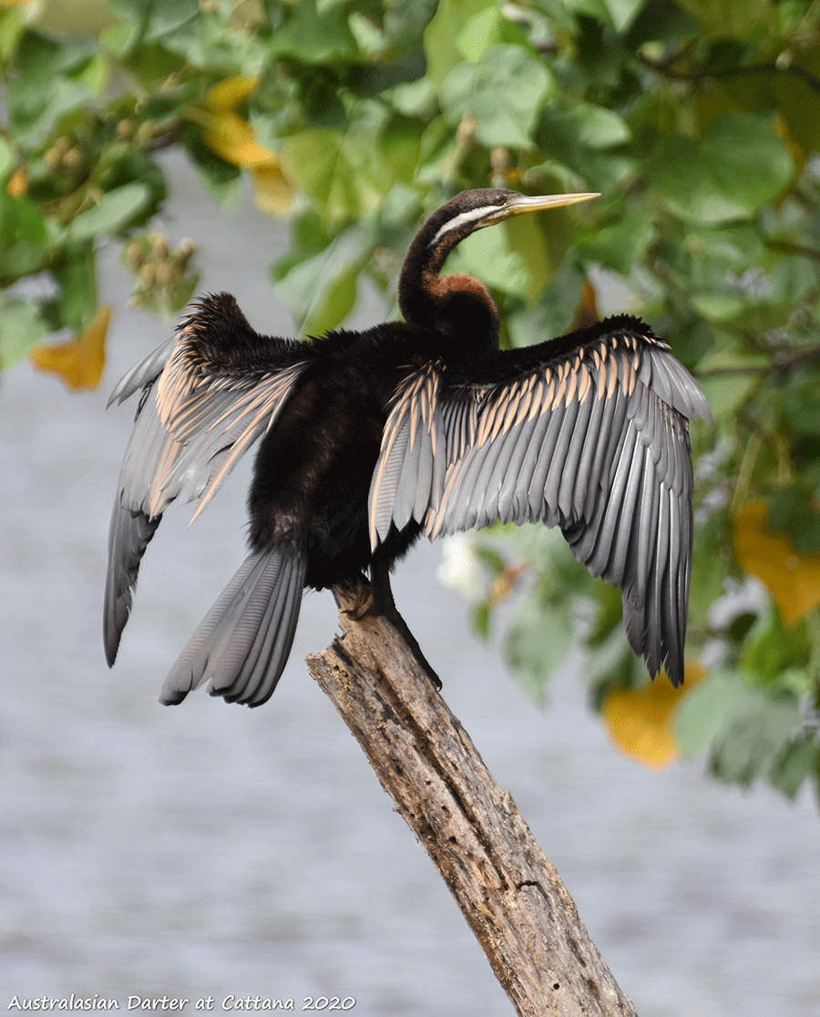 A darter perched on end of vertical, dead branch, with wings spread