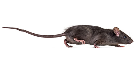 Roof Rat
