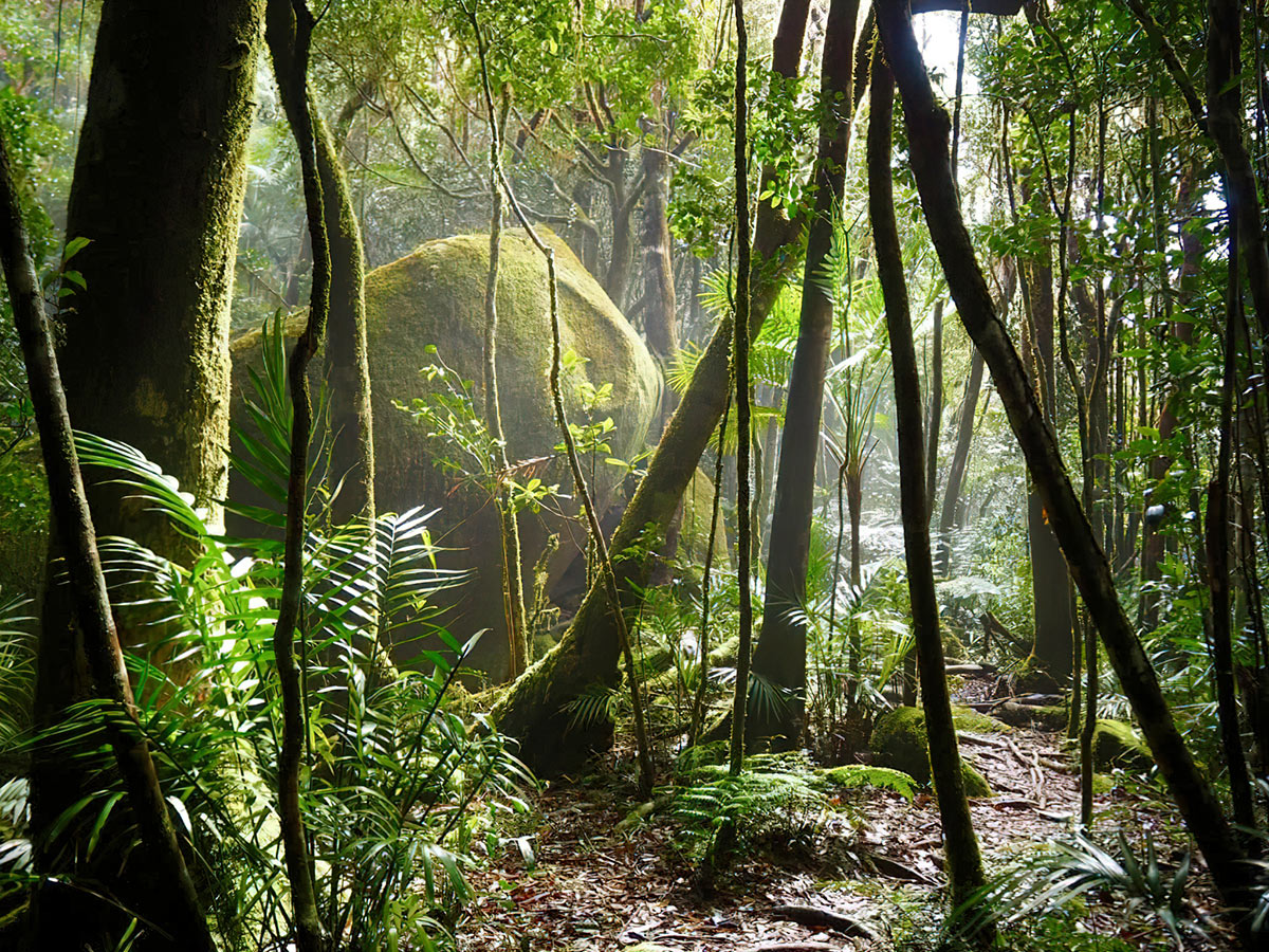 Rainforest + jungle tracks