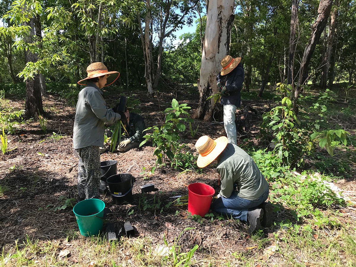 Three volunteers preparing plants for planting