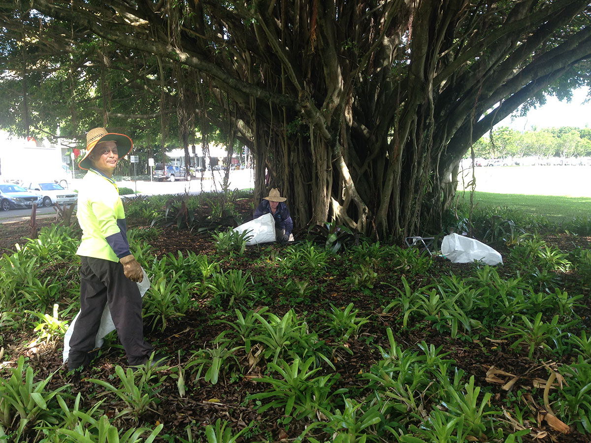 Man in foreground holding bag of rubbish as second man squats under fig tree pulling weeds