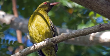 Green Oriole